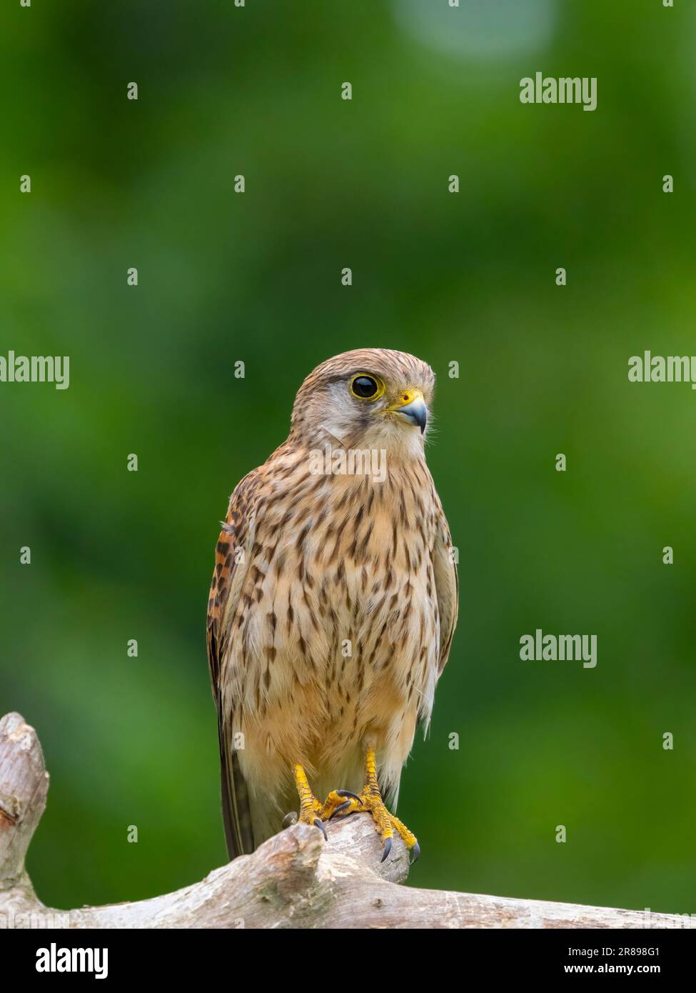 Una bella. La femmina Kestrel, (Falco tinnunculus), è vigile come lei percola su un ramo di albero morto; (fotografato contro il fogliame verde) Foto Stock