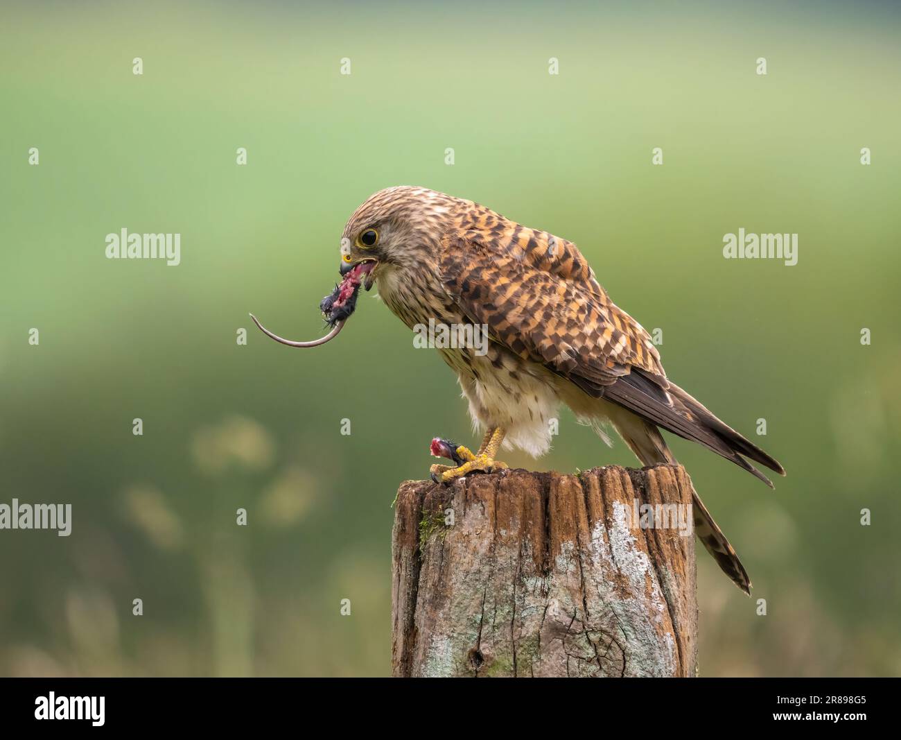 Una bella femmina Kestrel, (Falco tinnunculus), si appende su un vecchio cancello di legno posto come mangia un campo mouse ha appena catturato Foto Stock