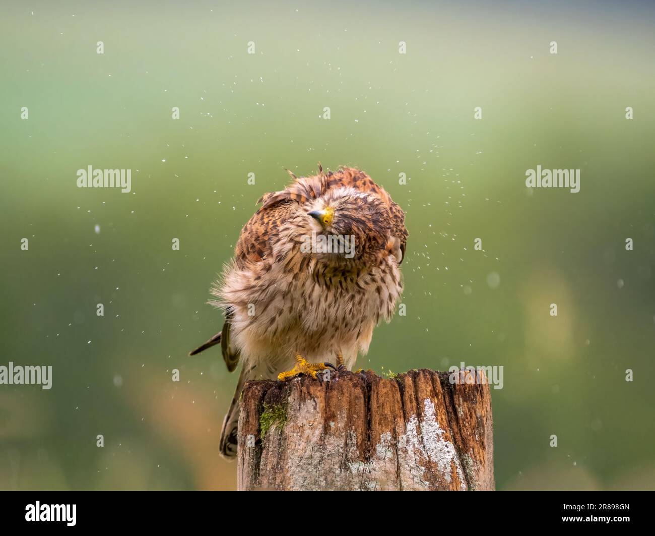 Una bella femmina Kestrel, (Falco tinnunculus), arroccata su un vecchio palo di recinzione in legno, sotto la pioggia. Scuote la testa per rimuovere le gocce di pioggia Foto Stock