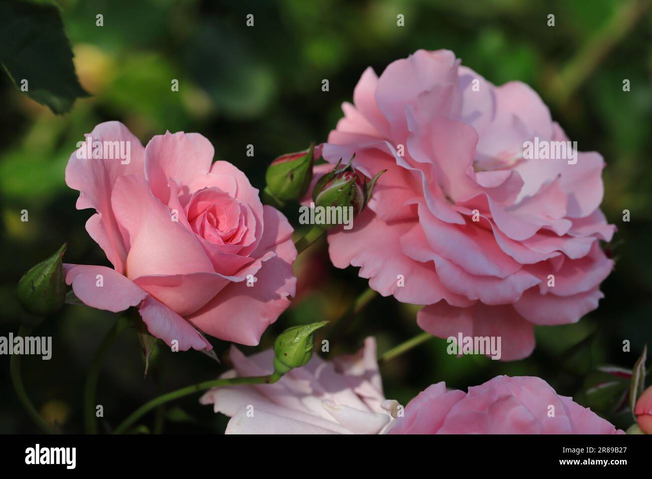 Primo piano di un bellissimo bocciolo rosa parzialmente aperto accanto a un fiorito di rose, sfondo sfocato verde scuro Foto Stock