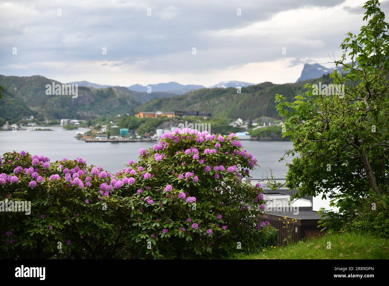 Paesaggi norvegesi fiori visite turistiche Foto Stock