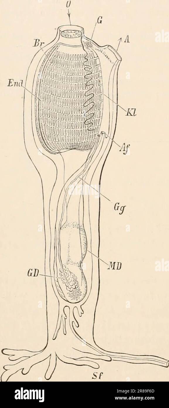 « Libro di testo elementare di zoologia » (1884) Foto Stock