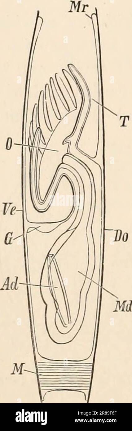 « Libro di testo elementare di zoologia » (1884) Foto Stock