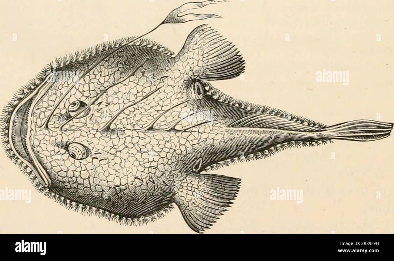 « Libro di testo elementare di zoologia » (1884) Foto Stock