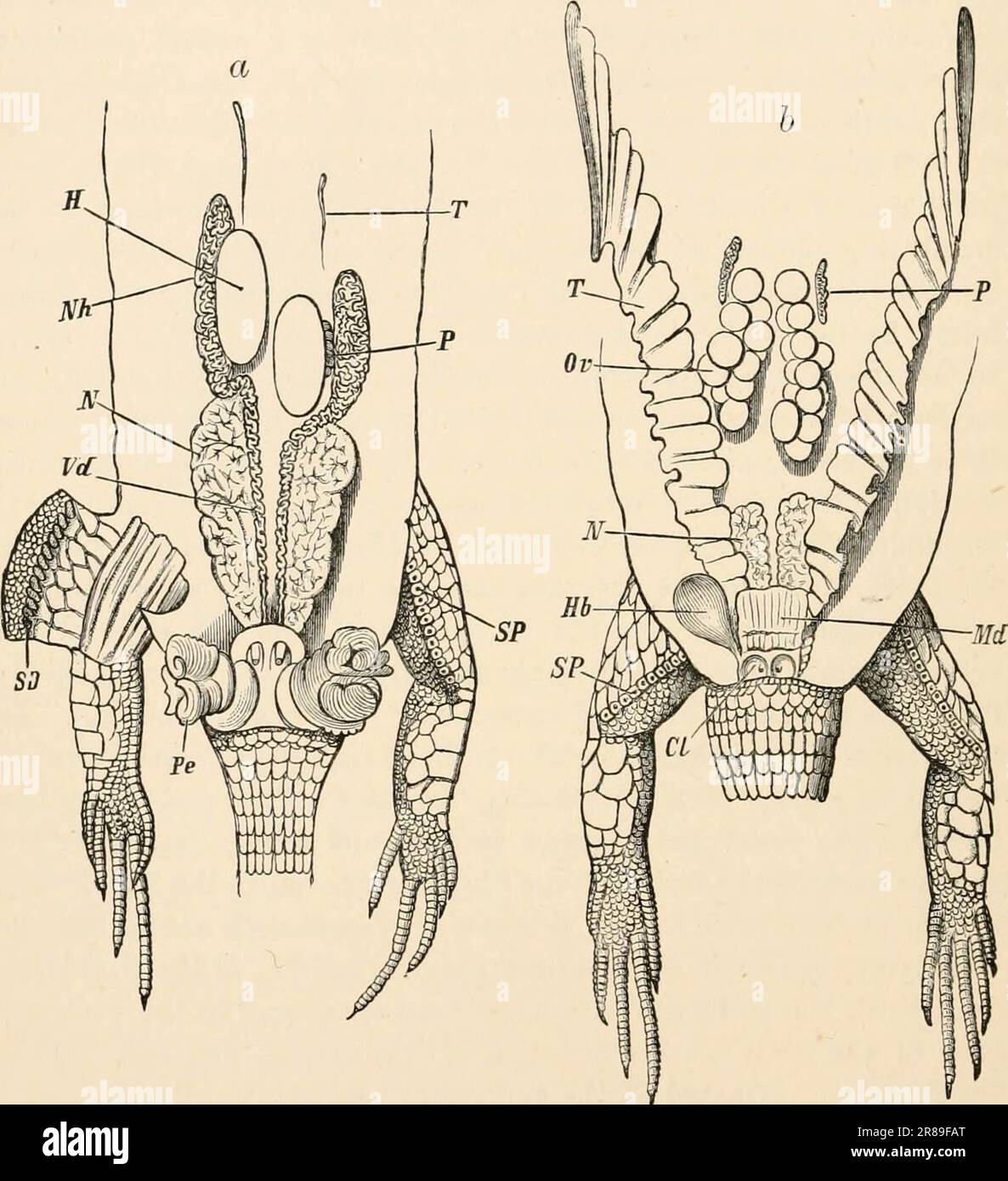 « Libro di testo elementare di zoologia » (1884) Foto Stock