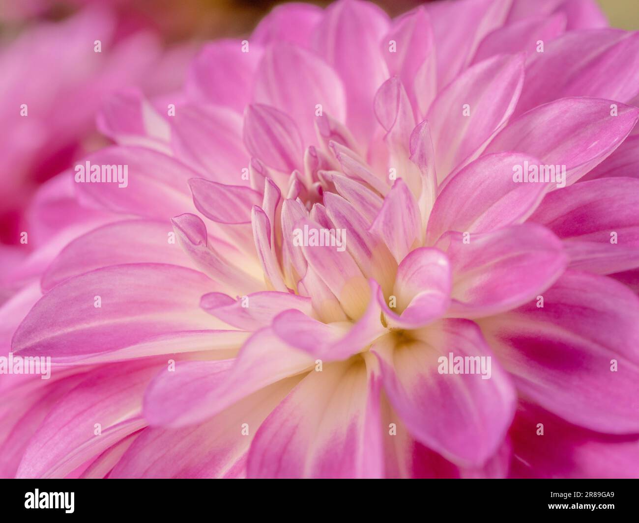 Primo piano del centro di un fiore di dahlia rosa con petali centrali rosa e bianca. Foto Stock