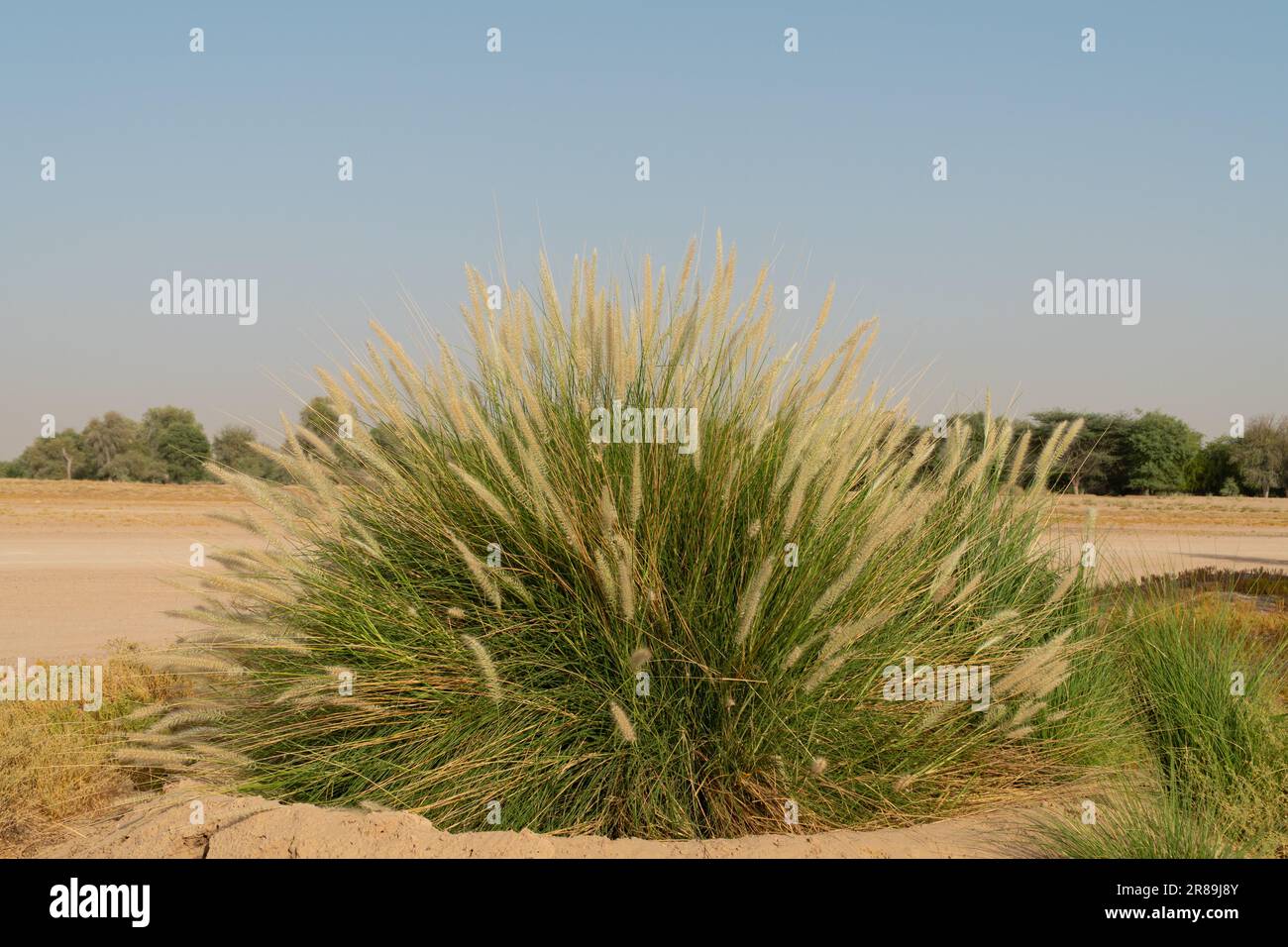 Grande cespuglio di erba ornamentale che cresce presso l'al Marmoom Desert Conservation Reserve di al Qudra a Dubai, Emirati Arabi Uniti. Foto Stock