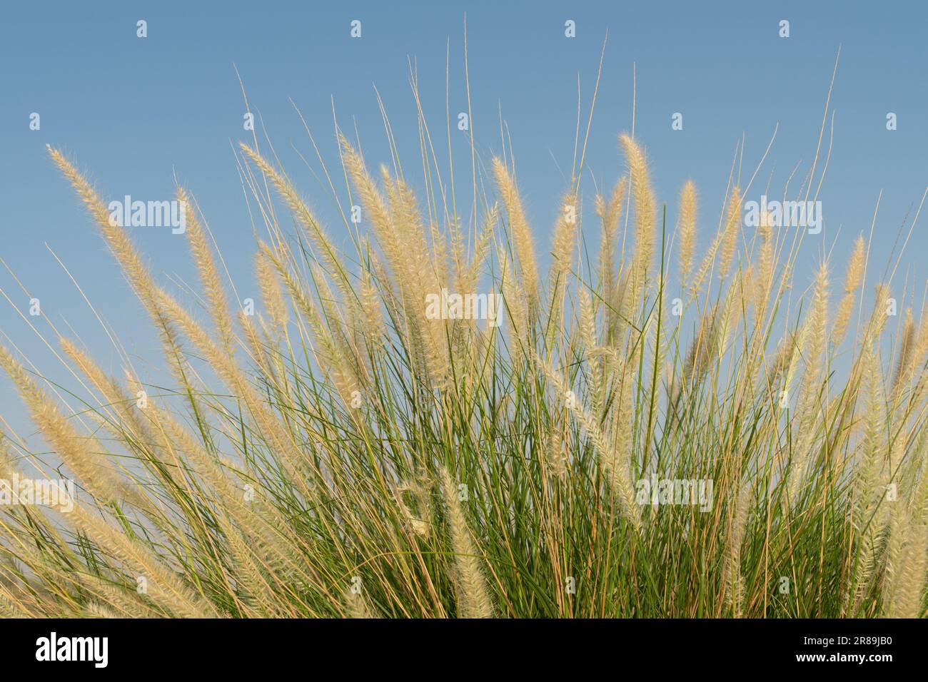 Vista ravvicinata di un mazzo di erba ornamentale in piena luce del giorno. Foto Stock