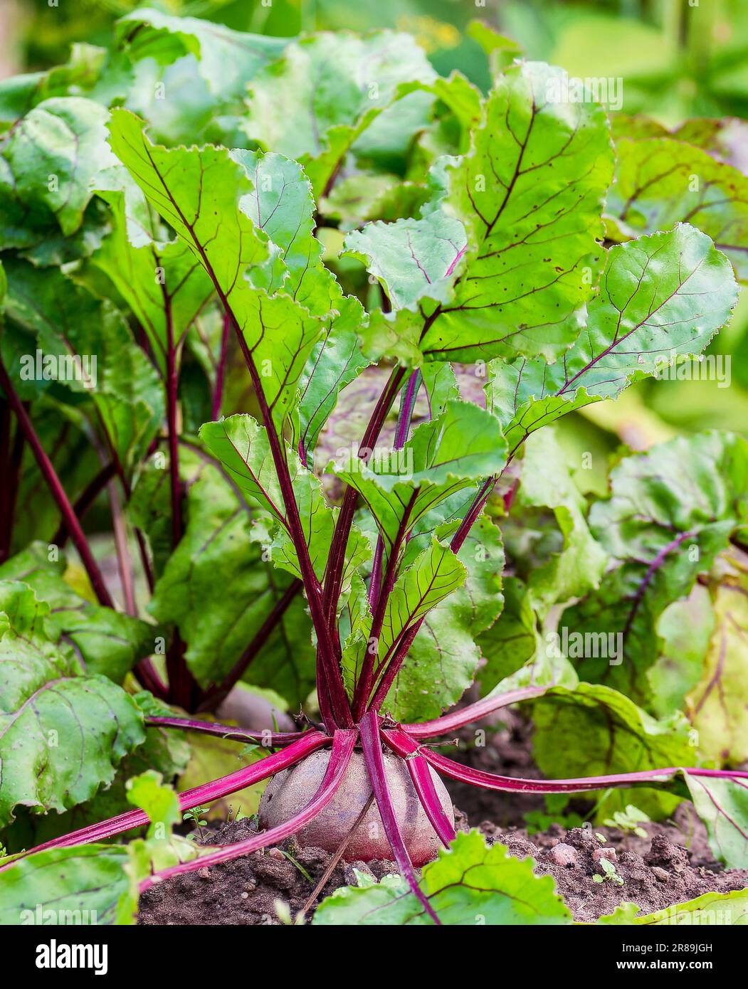 Barbabietola fresca cresce nel terreno Foto Stock