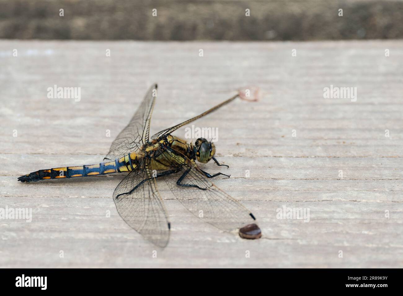 Skimmer foderato nero Orthetrum cancellatum, maschio femmina o giovanile giallo marrone con linee nere sull'addome ali chiare alla base segni scuri sulla parte anteriore Foto Stock