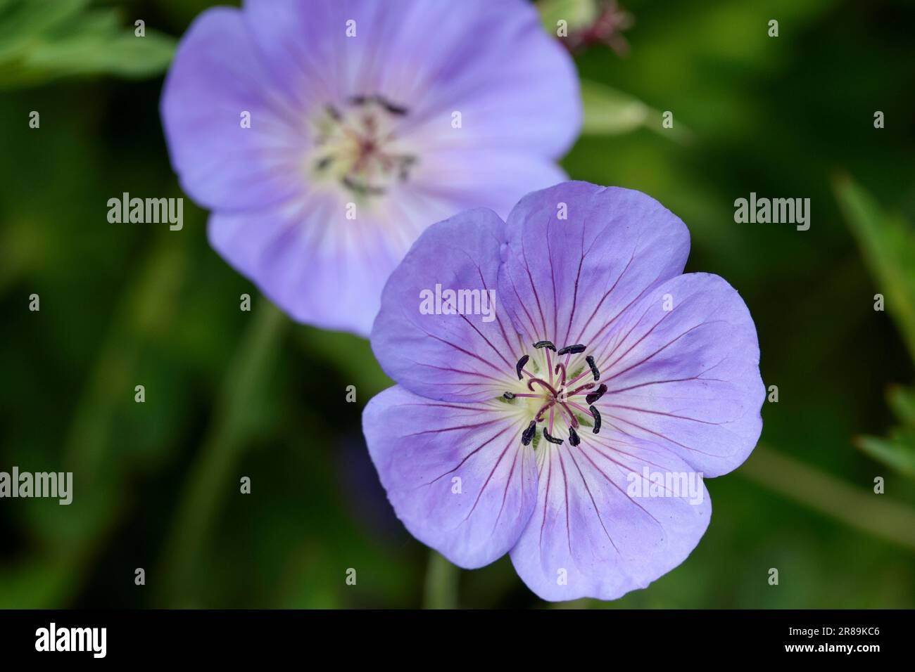 Le gru prato Bill Geranium pratense, fiori a forma di piattino viola pallido con steli pelosi erbacei perenni cinque grandi petali giallo pallido centro Foto Stock