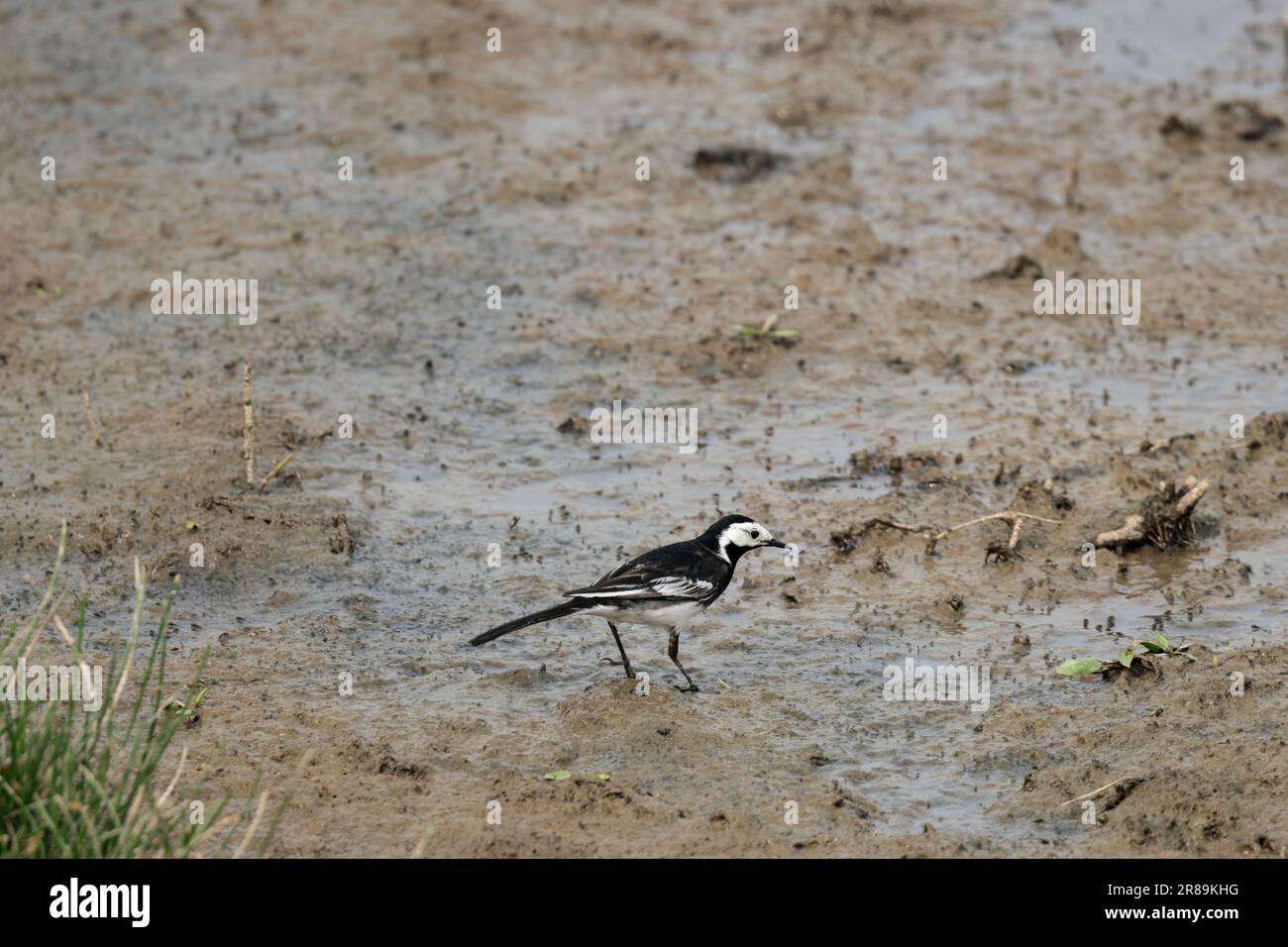 Coda di ragno pied (Motacilla alba ssp yarellii), lunga coda nera di piumaggio bianco e nero con bordi bianchi faccia bianca becco nero straccia la coda su e giù Foto Stock