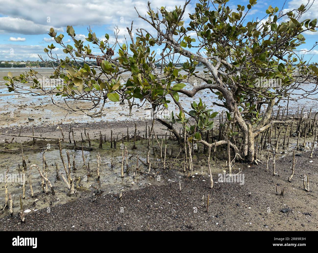 Verdi giovani alberi di mangrovie e pnematofore - radici che crescono dal basso verso l'alto per lo scambio di gas. Piantando mangrovie in corsia costiera del mare, Nuova Zelanda. Foto Stock
