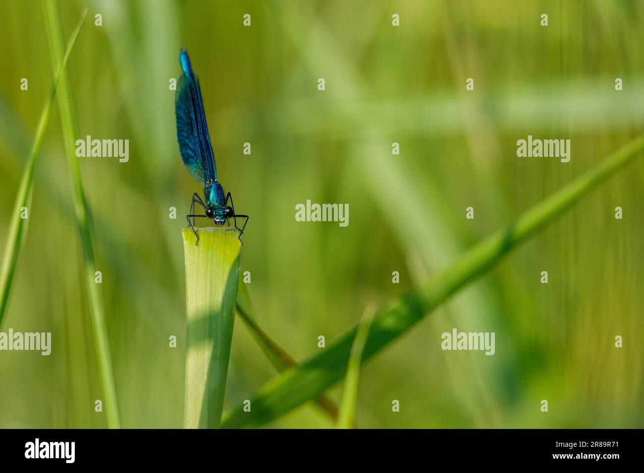 Una Demoiselle Dragonfly Banded nel selvaggio Foto Stock