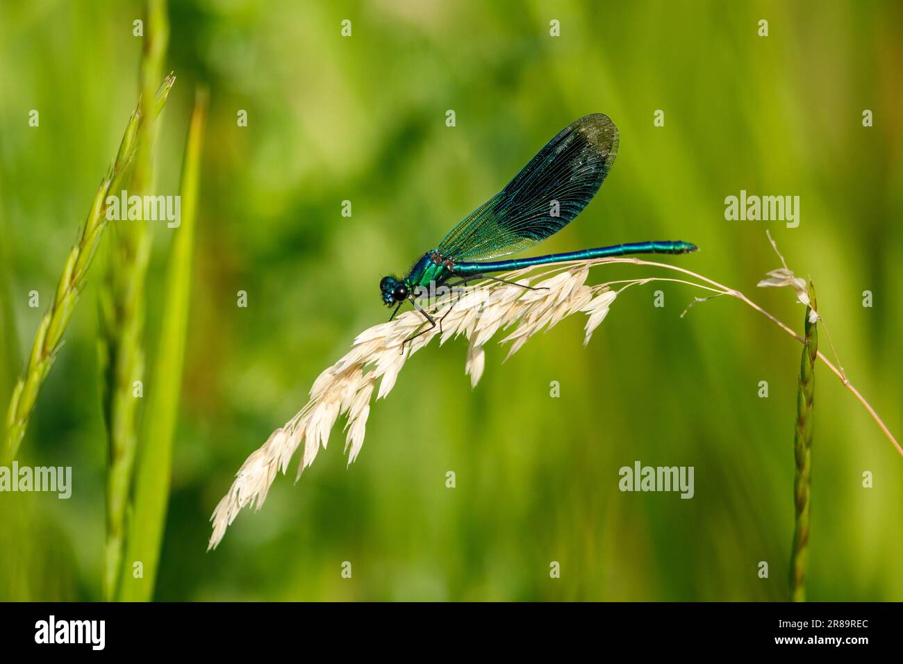 Una Demoiselle Dragonfly Banded nel selvaggio Foto Stock