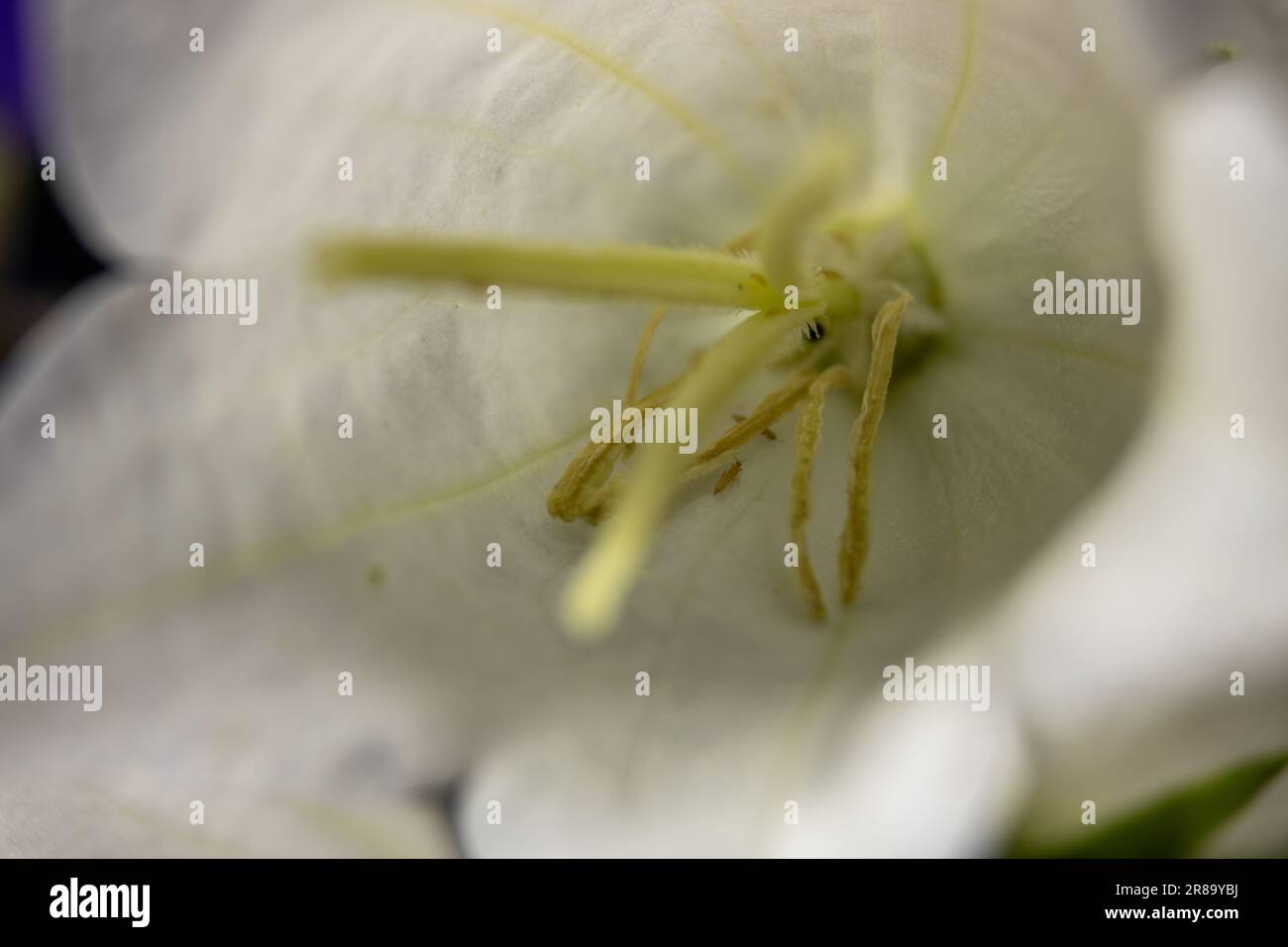 Fiore Foto Stock