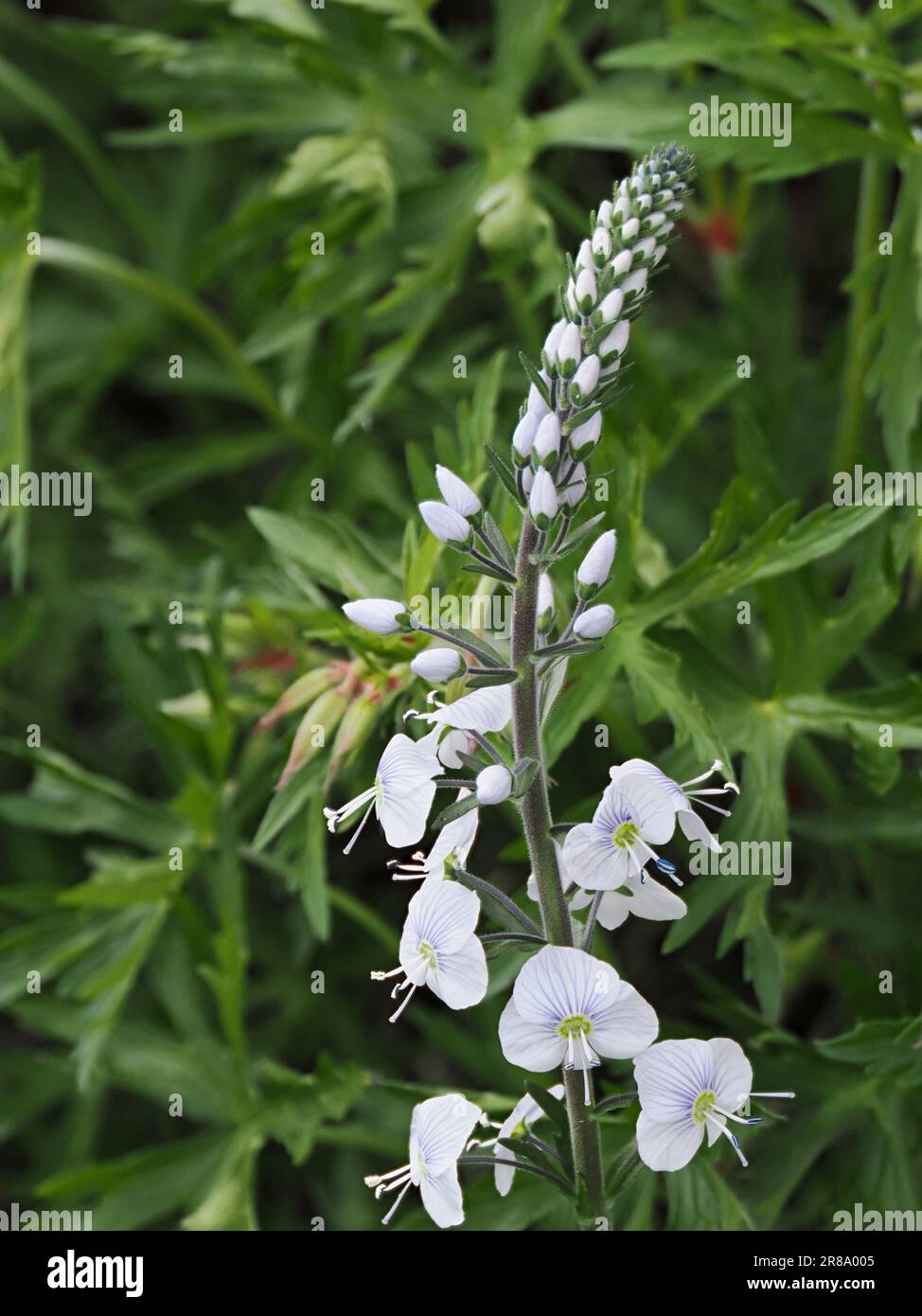 Veronica bianca in confine misto Foto Stock