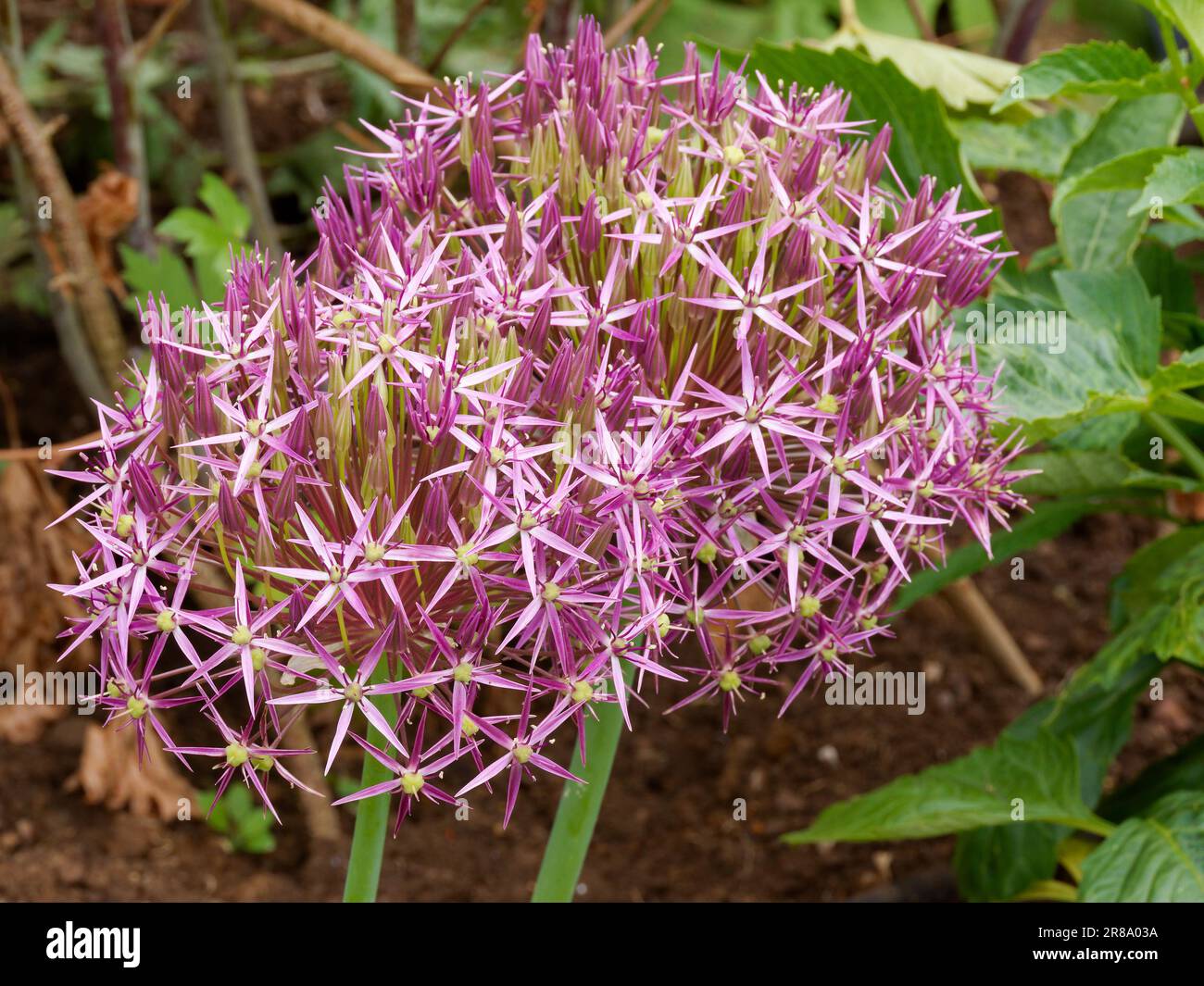 Allium Cristophii in confine erbaceo misto Foto Stock