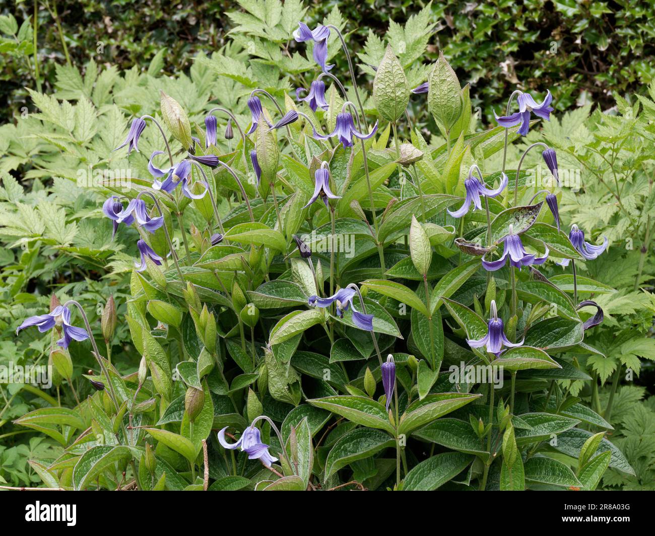 Clematis Integrifolia Foto Stock