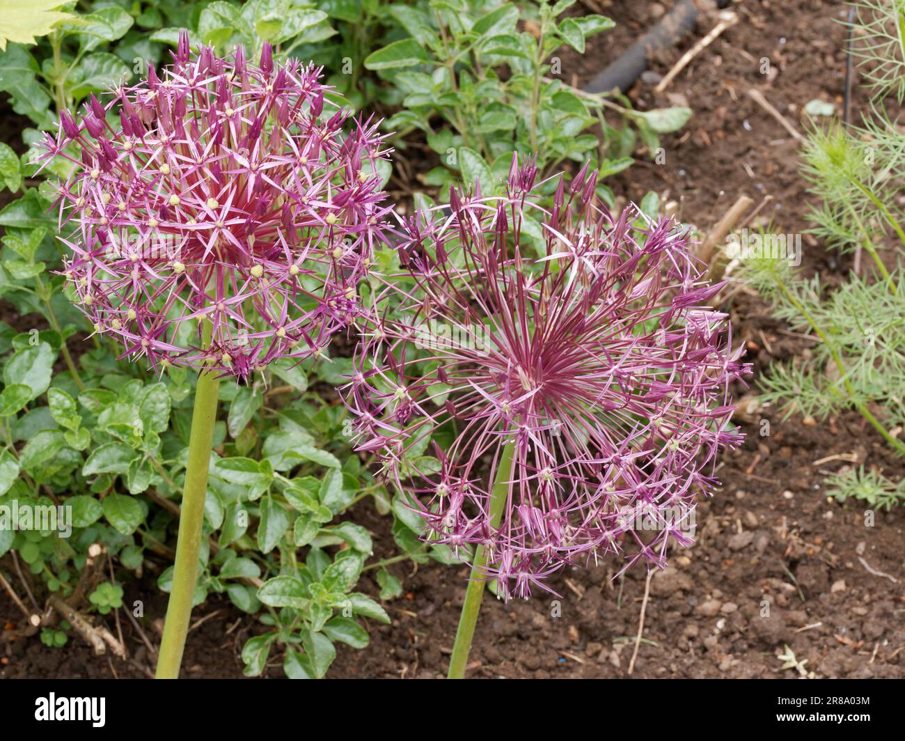 Allium Cristophii in confine erbaceo misto Foto Stock