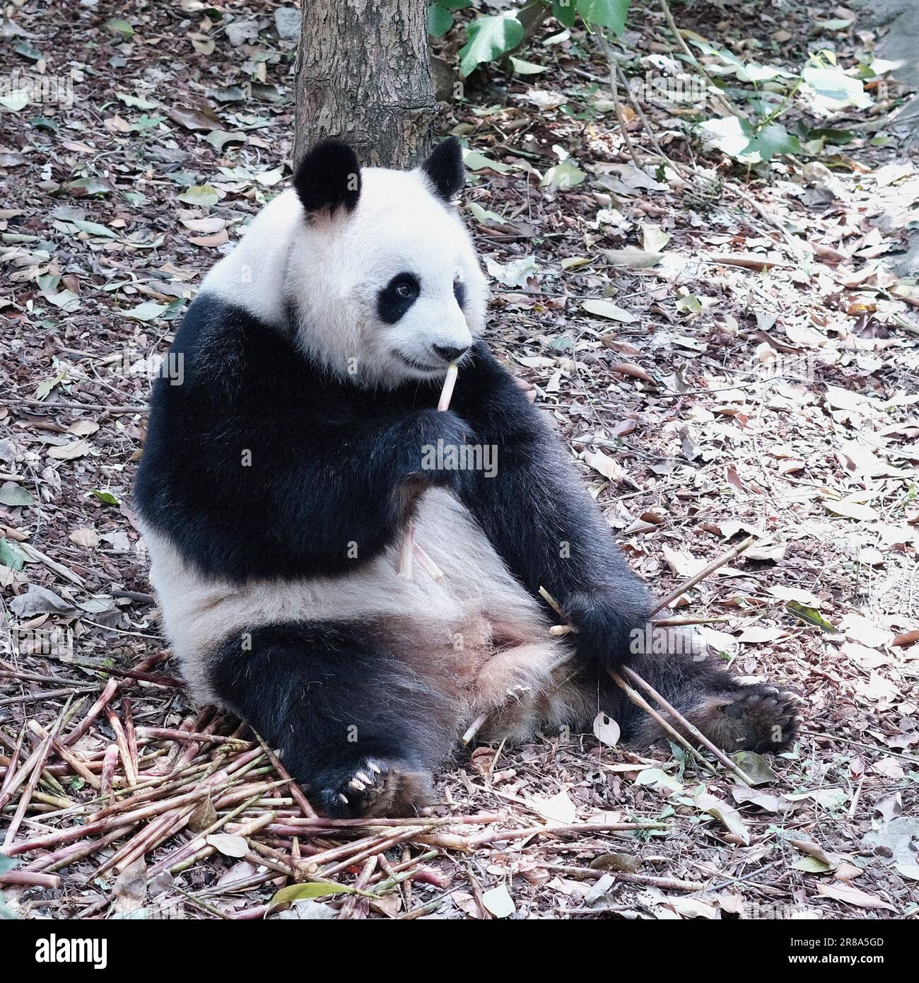 Un orso bianco e nero del panda sta munching su un gambo di bambù mentre siede sul terreno Foto Stock