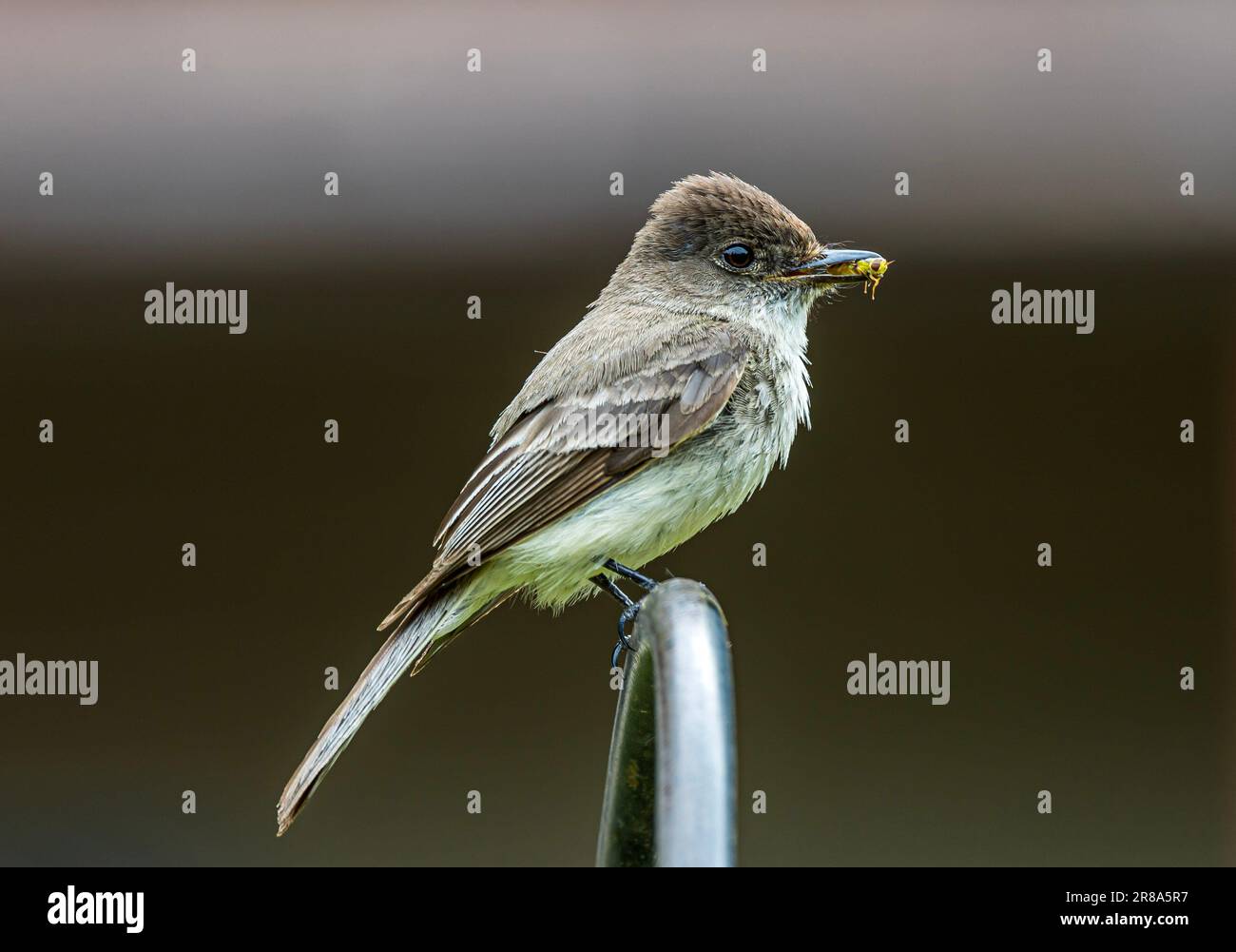 Eastern Phoebe appollaiato su un palo con un bug in bocca Foto Stock