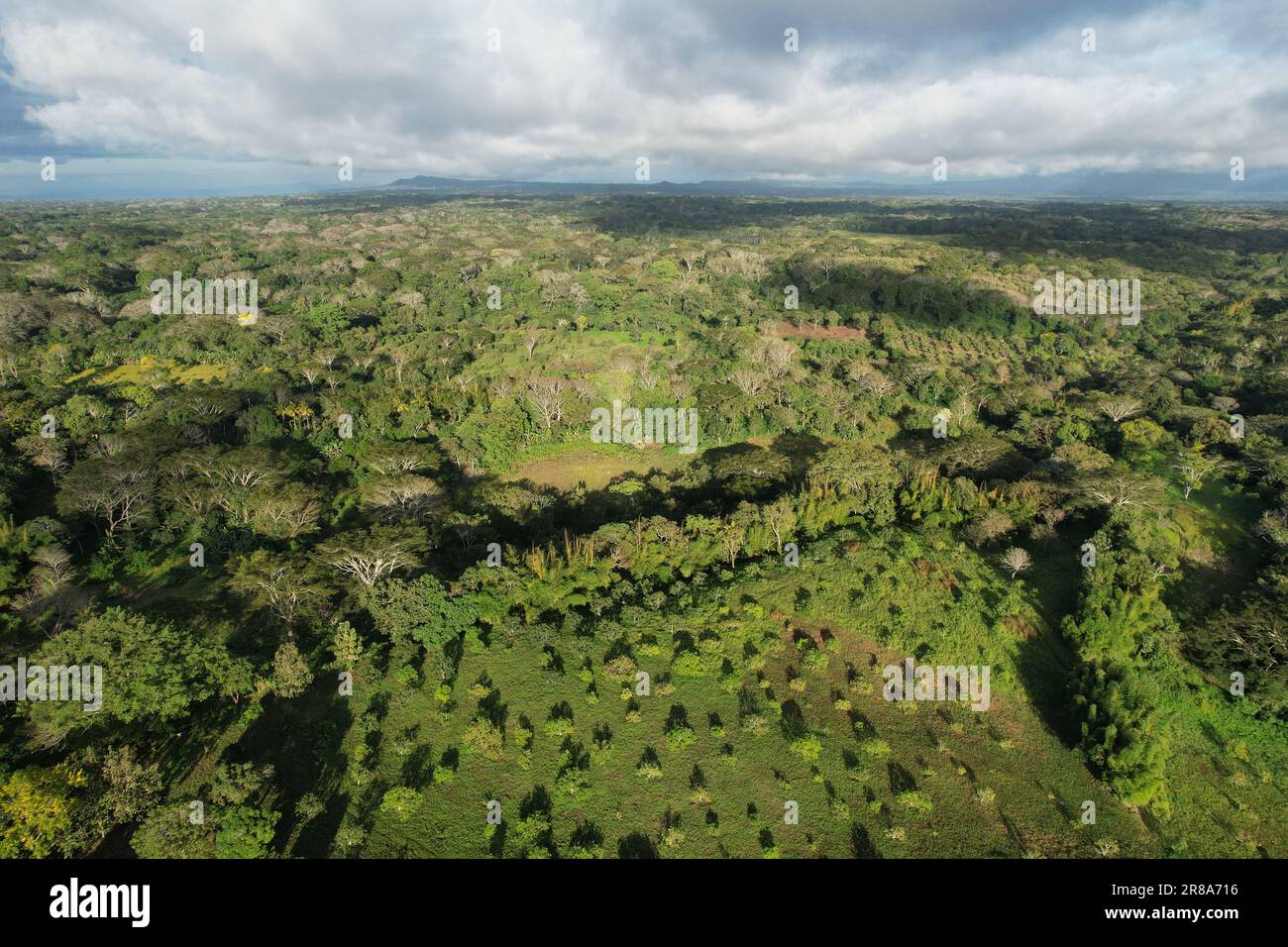 Nuova piantagione con piccoli alberi di avocado sul paesaggio dell'America centrale Foto Stock