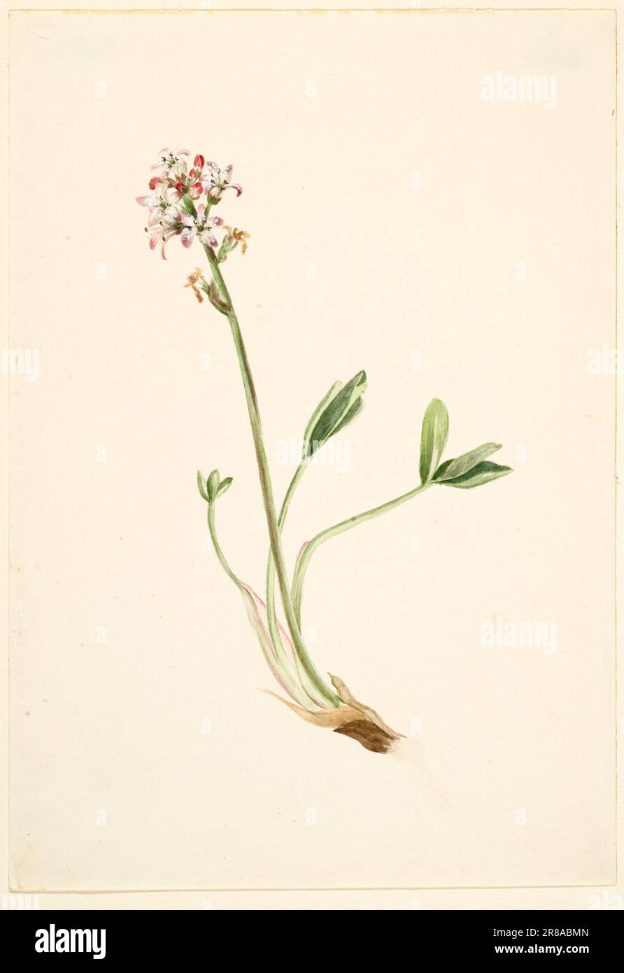 Fagiolo (Menyanthes trifoliata) ca. 1900-1920 di Mary Vaux Walcott, nato Philadelphia, PA 1860-morto St. Andrews, New Brunswick, Canada 1940 Foto Stock