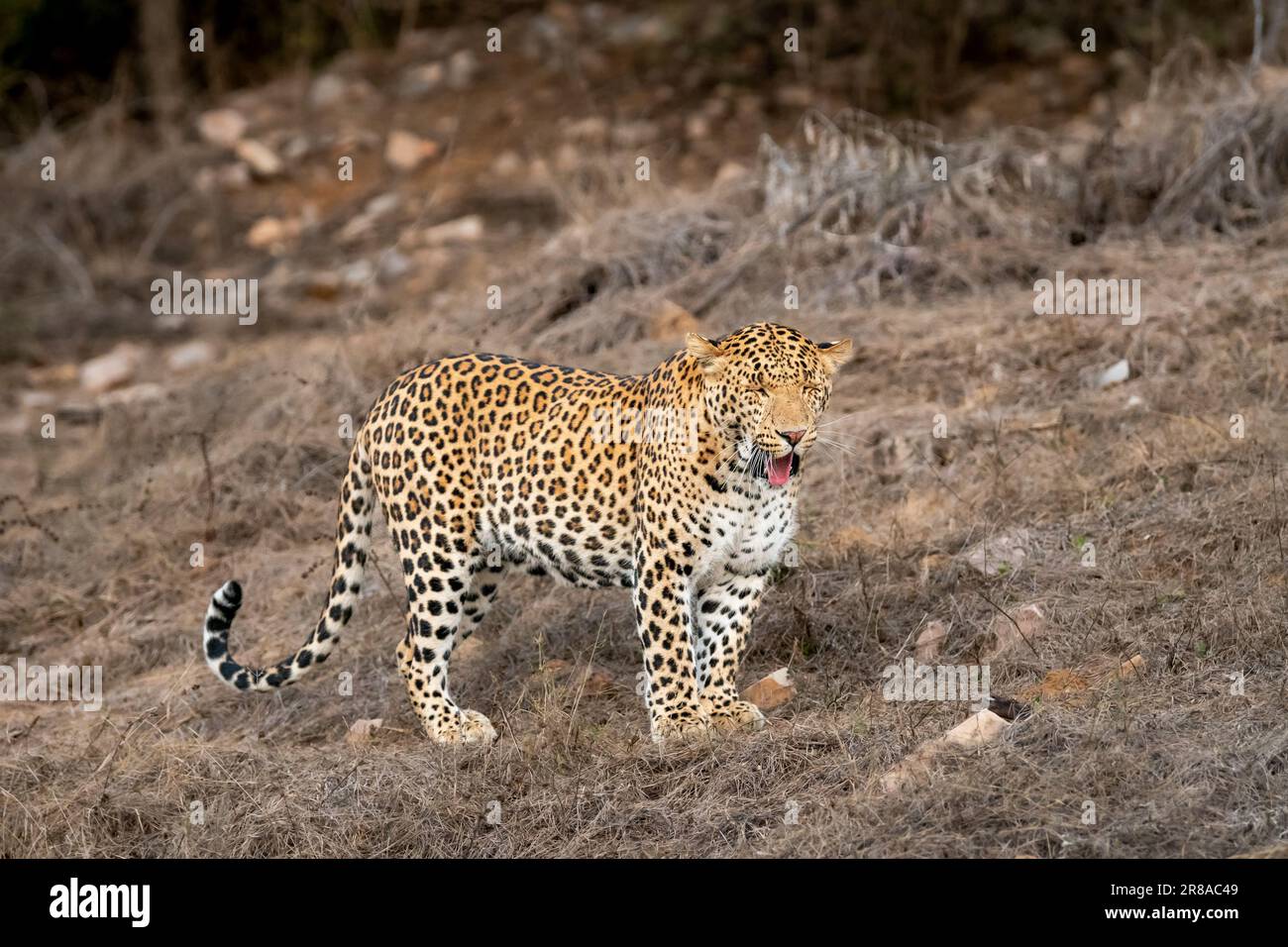 uomo selvaggio leopardo o pantera o panthera pardus fusca profilo laterale viso occhi chiusi espressione in secco caldo estate sera safari jhalana jaipur Foto Stock