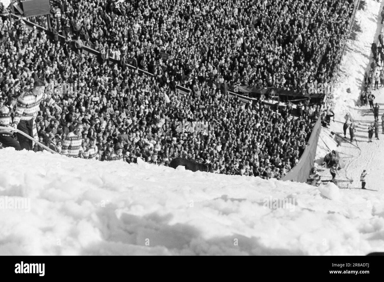 Attuale 15-3-1960: Abbiamo vinto e abbiamo vinto... I jumper hanno raccolto i record del pubblico e gli sciatori di fondo hanno fatto la storia dello sci. Foto: Sverre A. Børretzen / Aage Storløkken / Aktuell / NTB ***FOTO NON ELABORATA*** Foto Stock