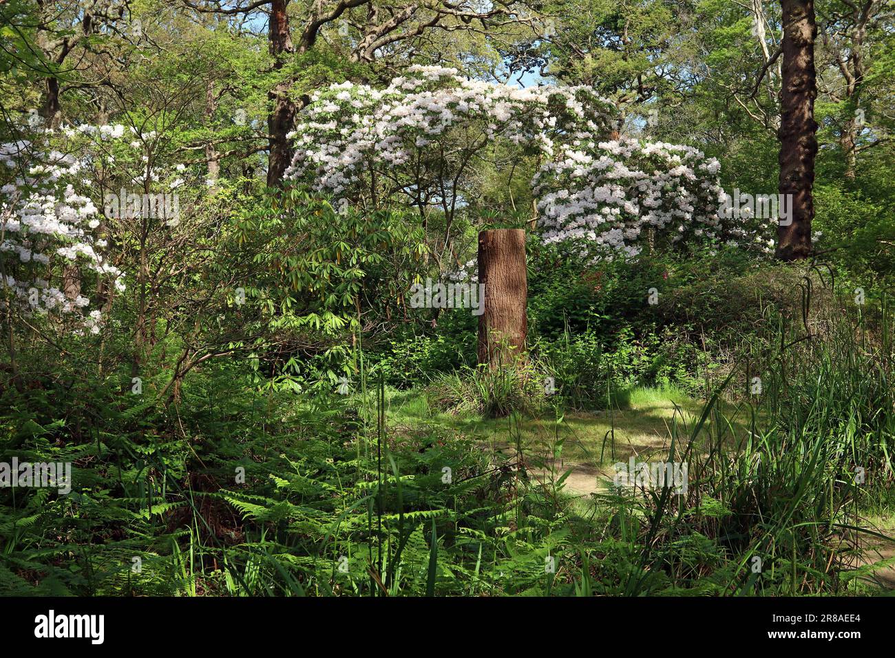 Un alto ceppo di alberi si annida sotto un rododendro bianco e alberi alti in un giardino boschivo inglese che mescola piante autoctone del regno unito con specie esotiche. Maggio Foto Stock