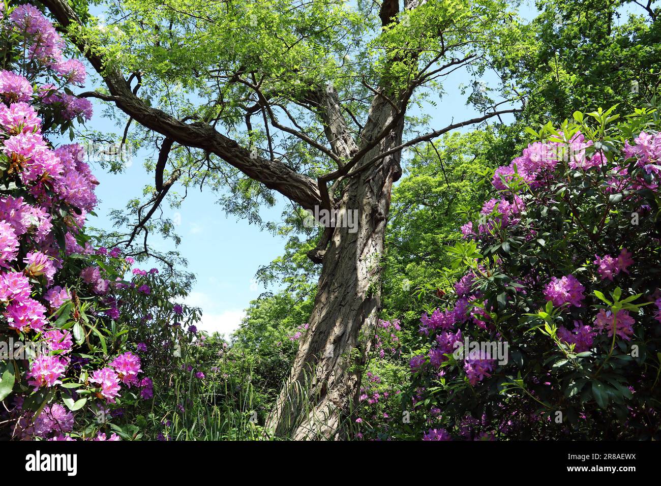 Un albero di carrube nera si erge tra due grandi arbusti rododendri rosa contro un cielo blu. Giardino botanico, maggio Foto Stock