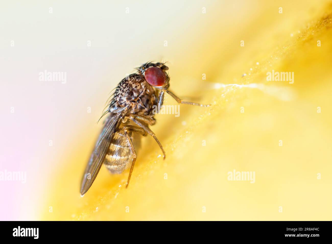 Mosca di frutta piccola, Drosophila Repleta Foto Stock