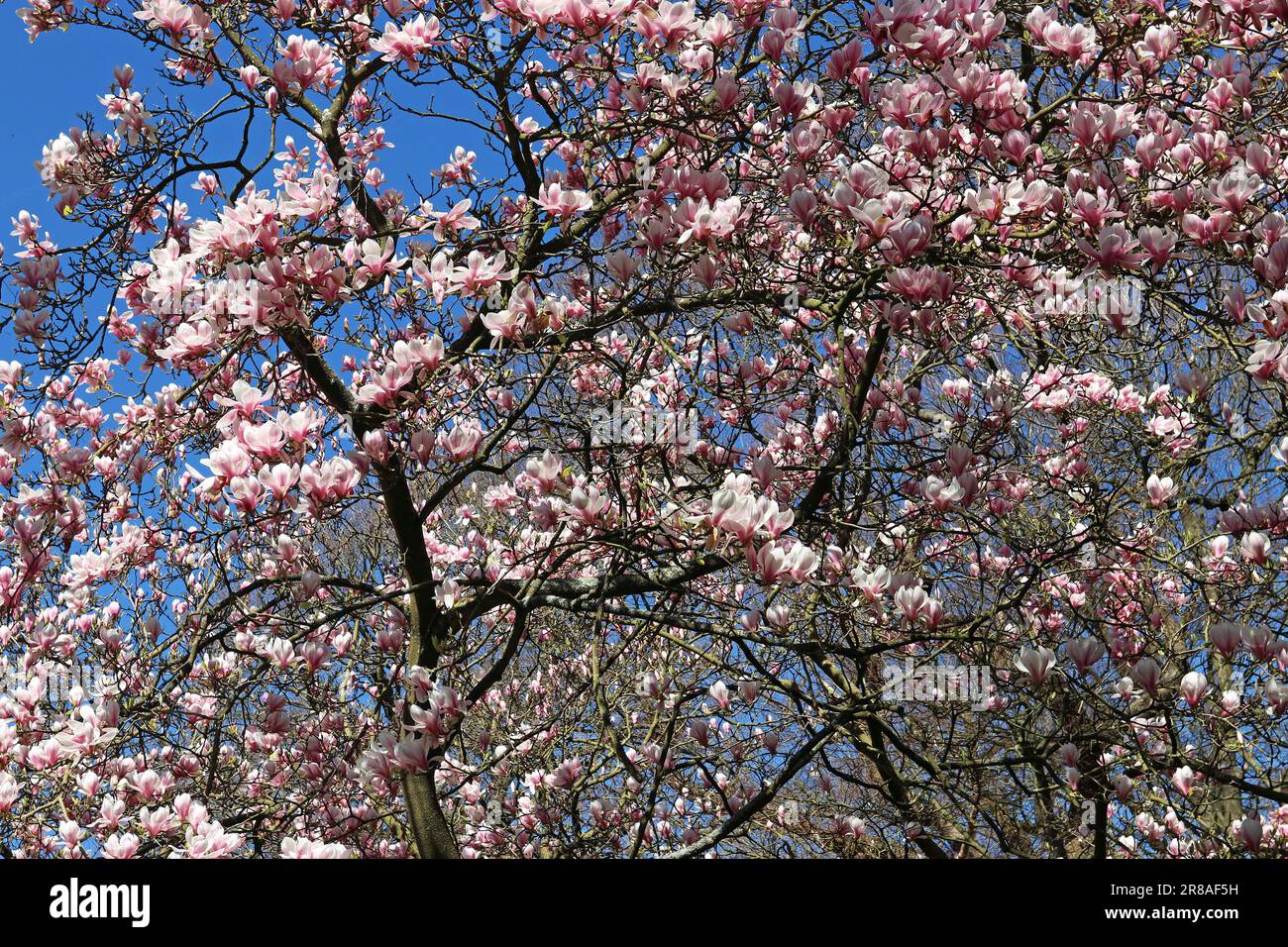 I freschi fiori di magnolia rosa pallido raggiungono un cielo blu brillante in una giornata di sole all'inizio di aprile, nel sud dell'Inghilterra Foto Stock