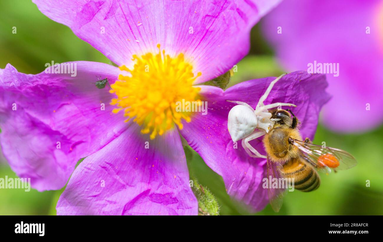 Ragno di granchio bianco, Thomisus Onustus, su un oario fiore di roccia-rosa, che cattura un'ape di miele occidentale, Apis mellifera Foto Stock