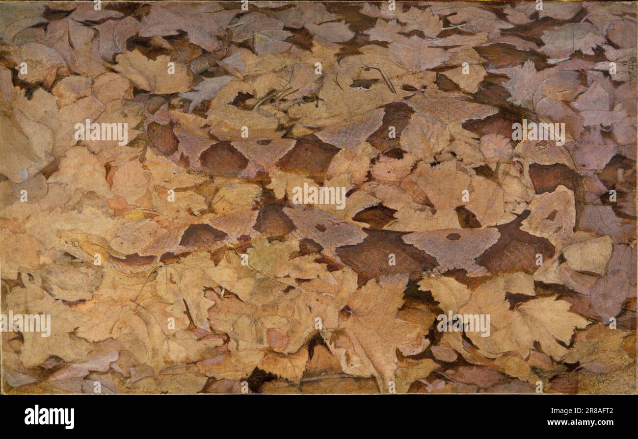 Copperhead Snake on Dead Leaves, studio per libro che nasconde la colorazione nel Regno animale ca. 1910-1915 di Abbott Handerson Thayer, nato Boston, ma 1849-morto Dublino, NH 1921 Foto Stock