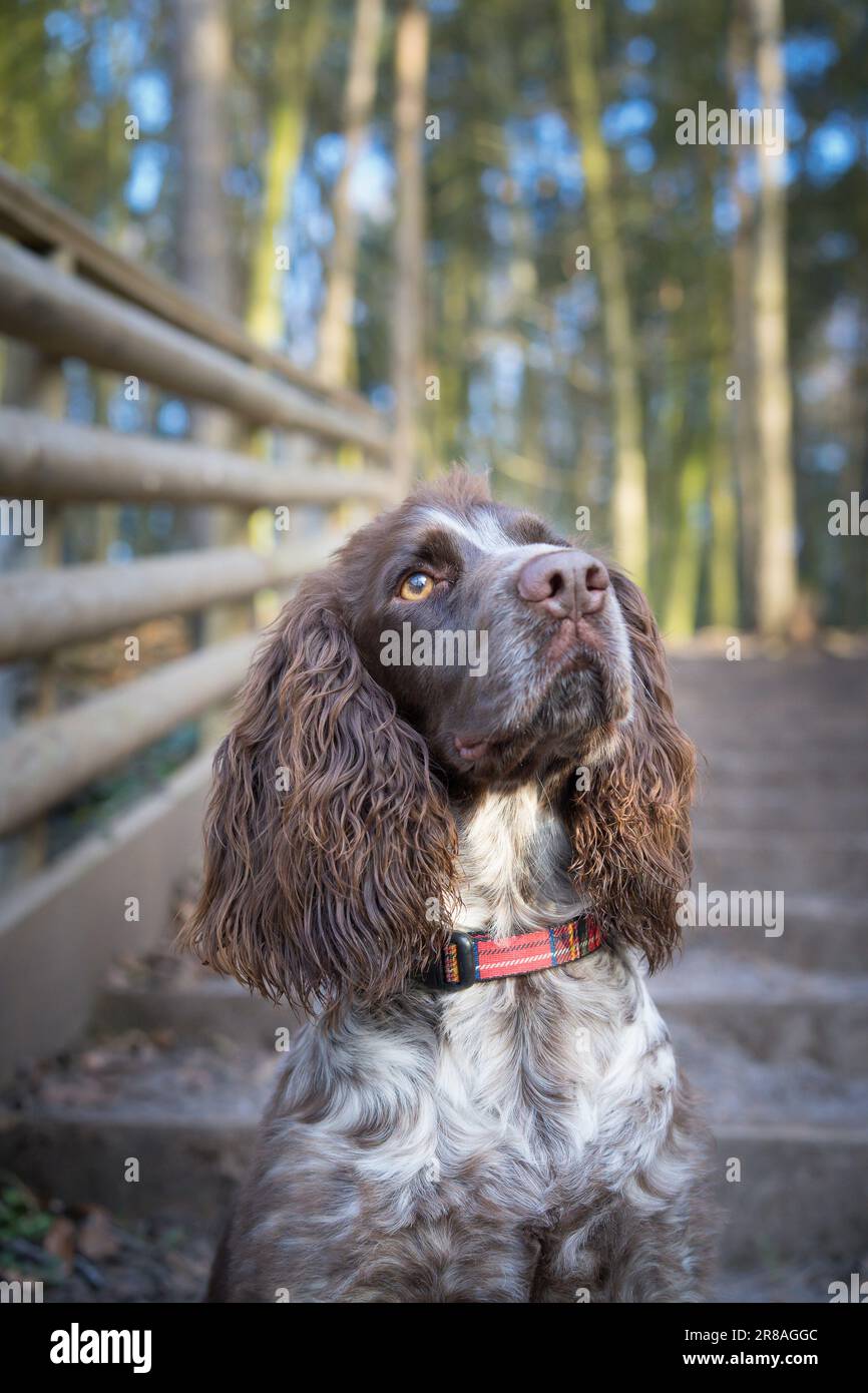 Vista frontale di un cane spagnolo seduto all'attenzione. Sta guardando in su mentre siede alla base di alcuni gradini con lo sfondo di un bosco. Foto Stock