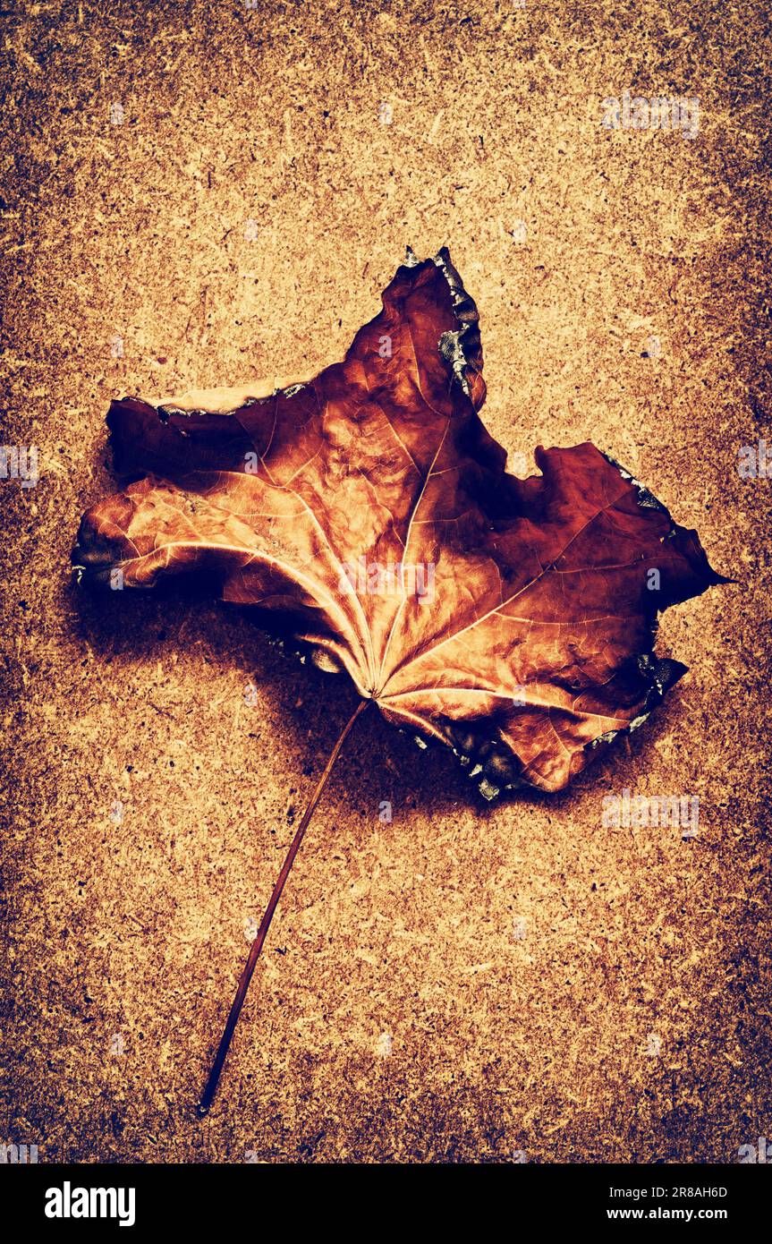 foglia d'acero d'autunno bruciata Foto Stock