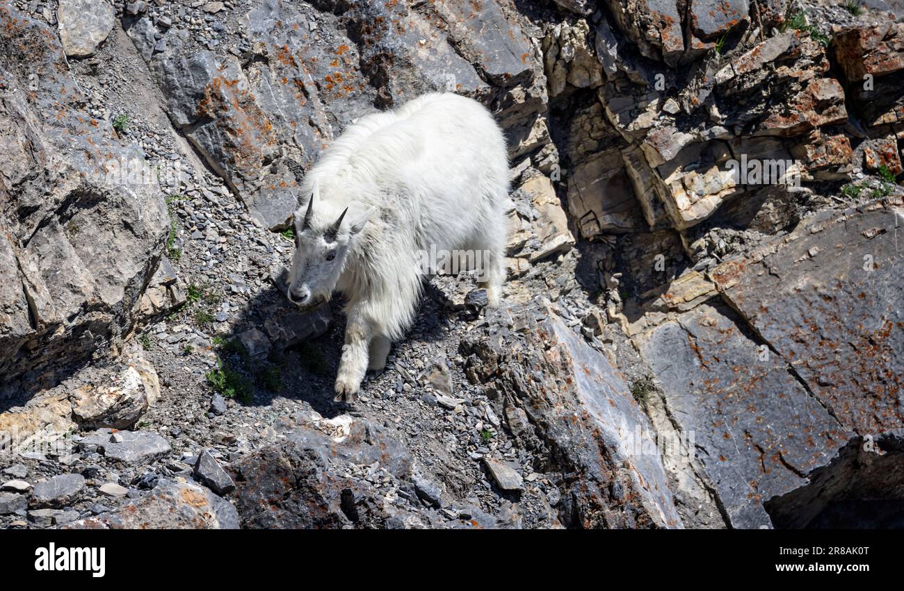 Primo piano del White Mountain Goat sulla ripida scogliera delle Montagne Rocciose nel Jasper National Park, Alberta, Canada, il 6 giugno 2023 Foto Stock