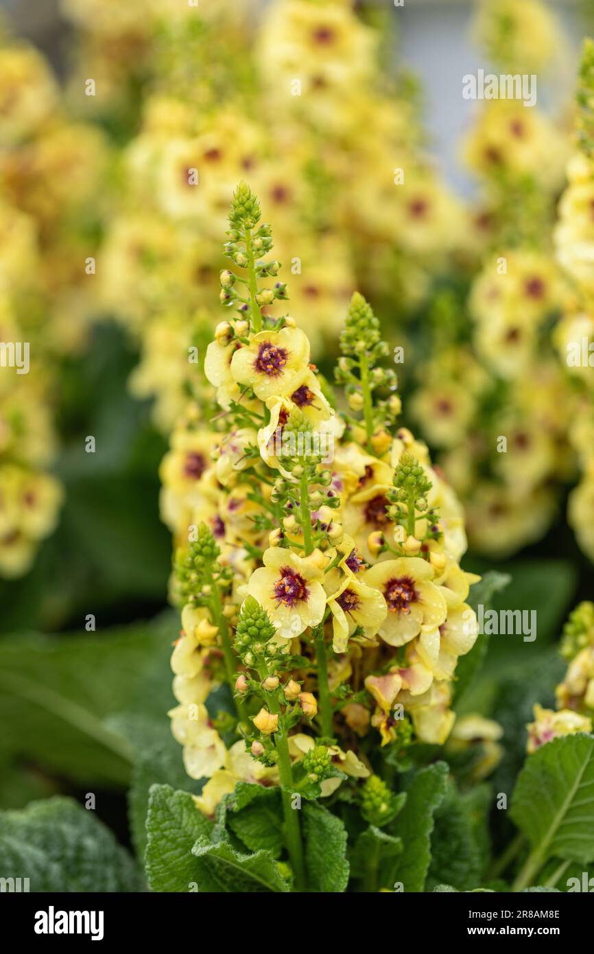 Primo piano di Verbascum occhi oscuri fiorito in un giardino inglese, Inghilterra, Regno Unito Foto Stock