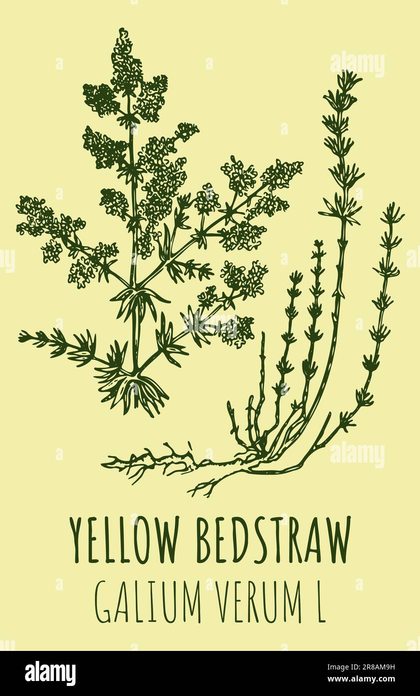 Disegni GIALLO BEDSTRAW. Illustrazione disegnata a mano. Nome latino GALIUM VERUM L. Illustrazione Vettoriale