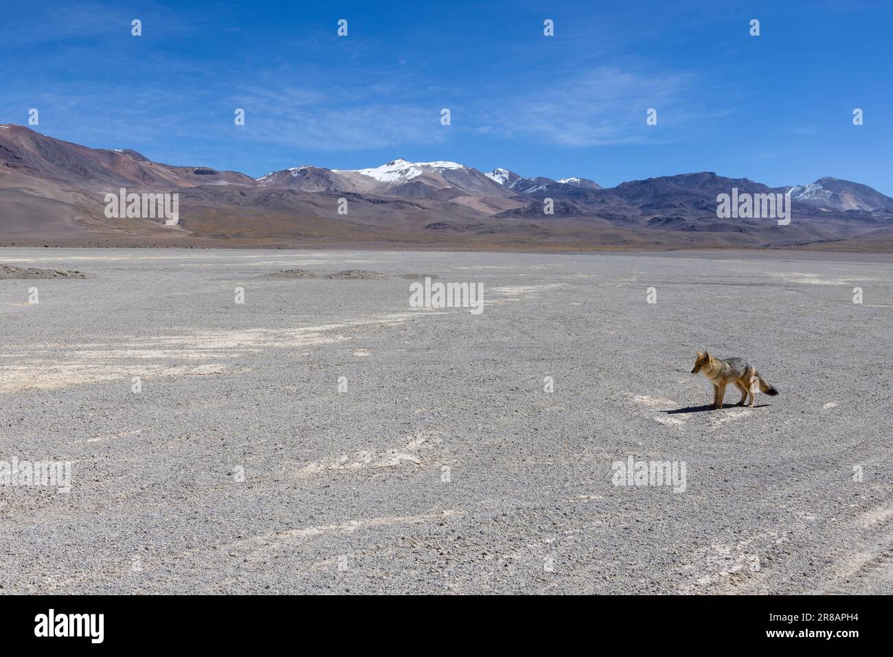 Incontra una volpe andina mentre percorri il percorso panoramico della laguna attraverso la remota riserva nazionale fauna Andina Eduardo Avaroa nell'Altiplano boliviano Foto Stock