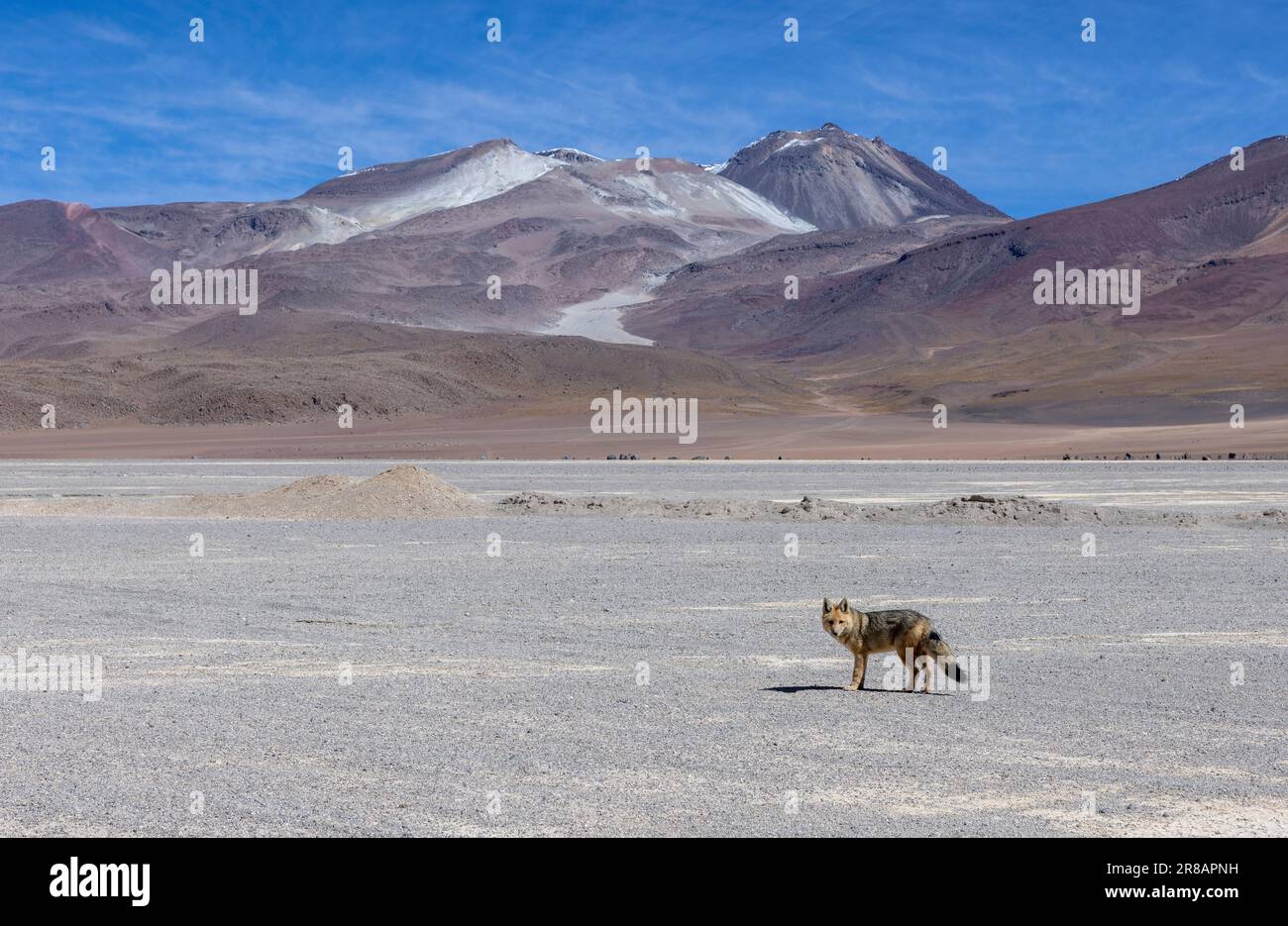 Incontra una volpe andina mentre percorri il percorso panoramico della laguna attraverso la remota riserva nazionale fauna Andina Eduardo Avaroa nell'Altiplano boliviano Foto Stock