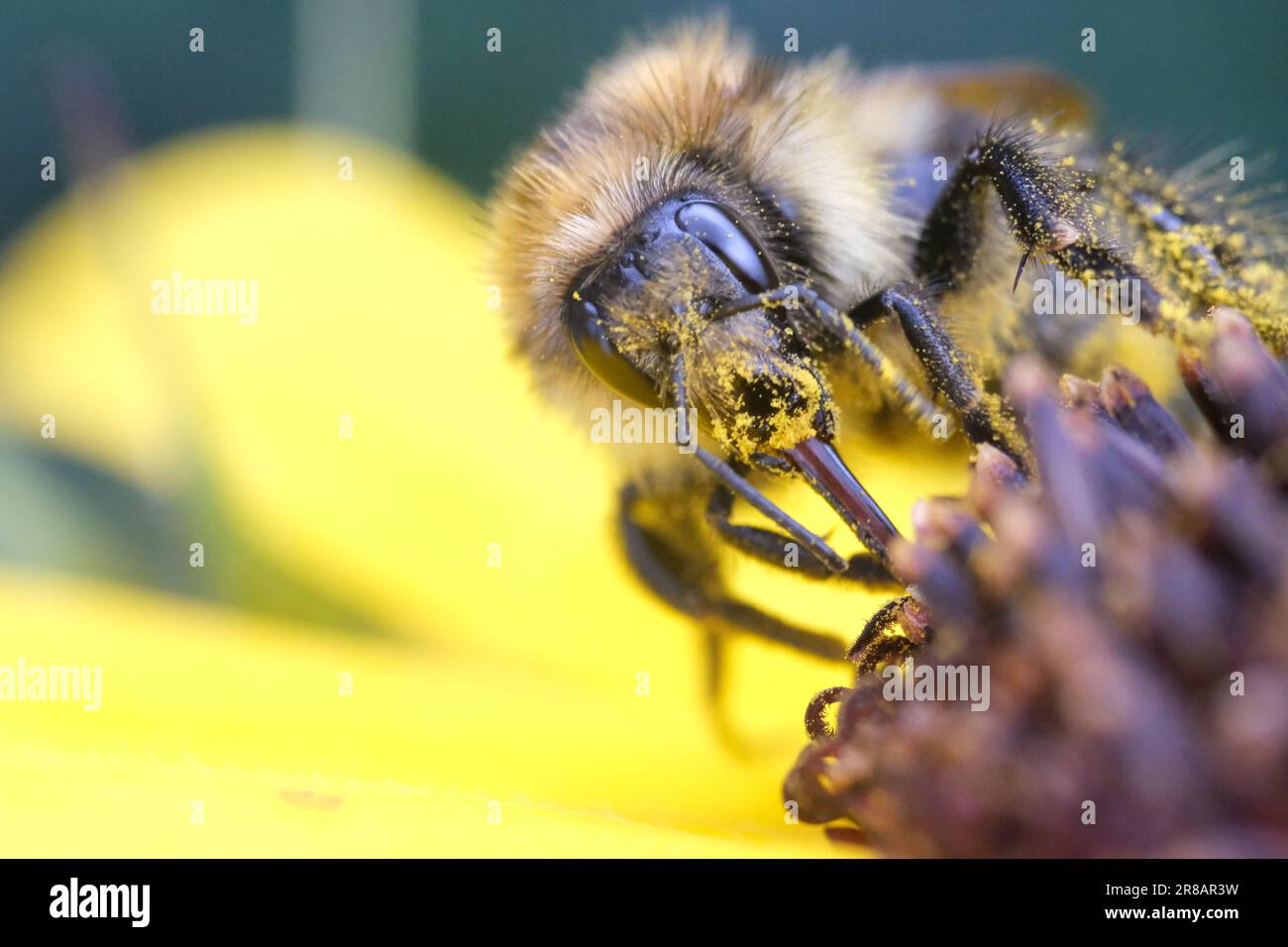 Un bumblebee su un girasole Foto Stock