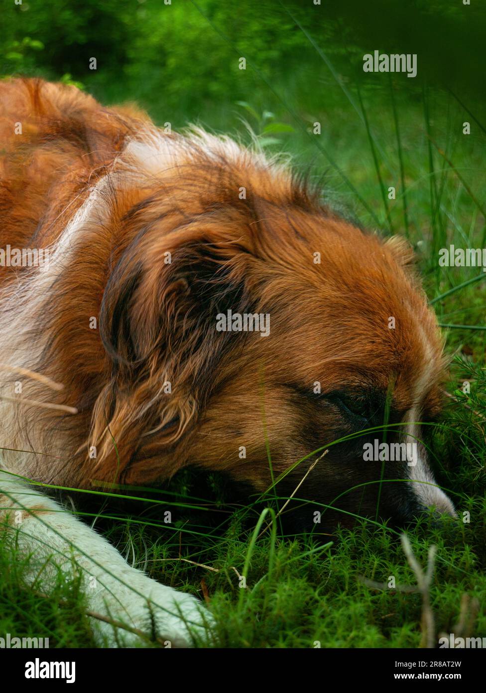 sniffin d'erba Foto Stock