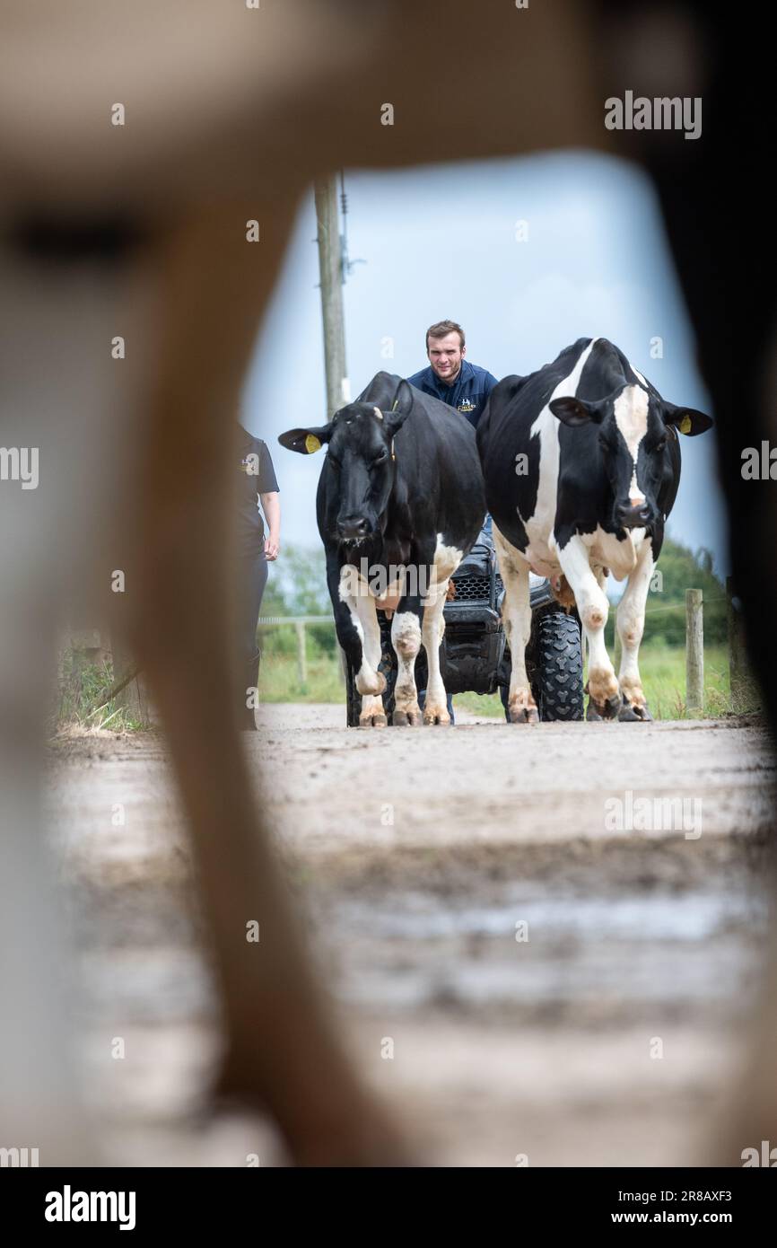 I contadini portano i bovini da latte di Holstein dai campi nel salone di mungitura lungo una pista di cemento. Dumfries, Scozia. Foto Stock