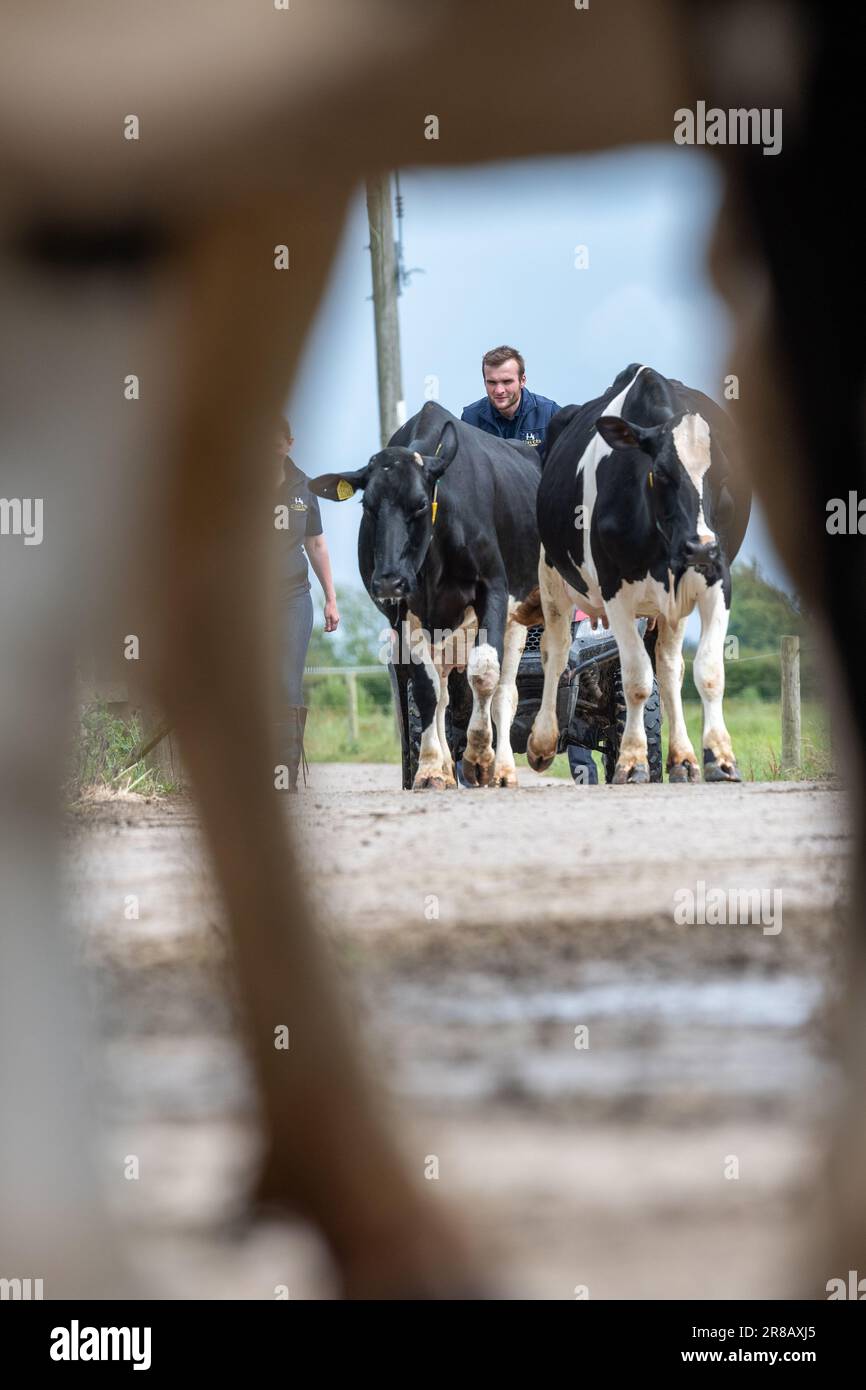 I contadini portano i bovini da latte di Holstein dai campi nel salone di mungitura lungo una pista di cemento. Dumfries, Scozia. Foto Stock