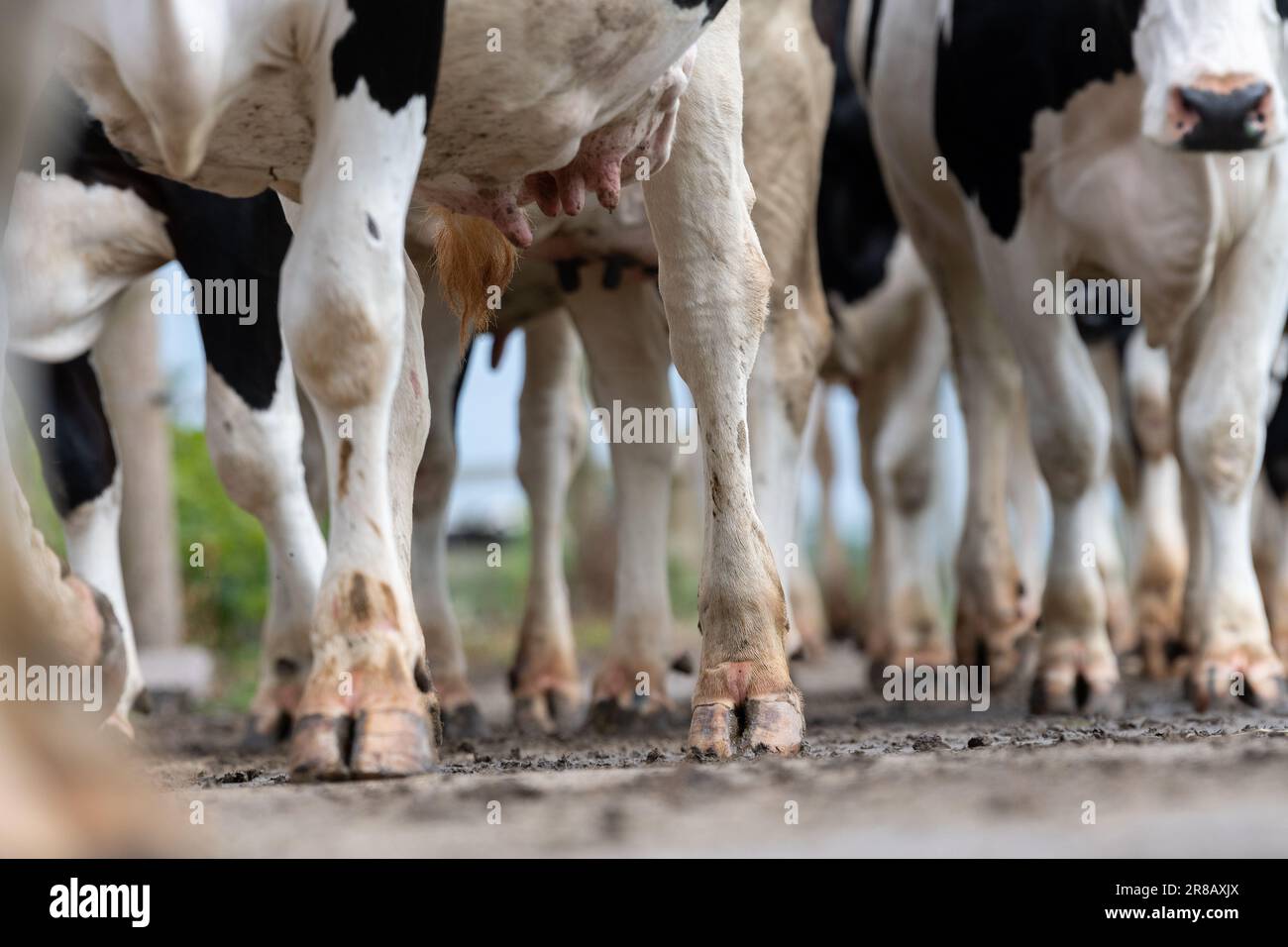 I contadini portano i bovini da latte di Holstein dai campi nel salone di mungitura lungo una pista di cemento. Dumfries, Scozia. Foto Stock