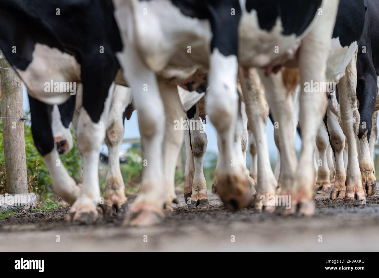 I contadini portano i bovini da latte di Holstein dai campi nel salone di mungitura lungo una pista di cemento. Dumfries, Scozia. Foto Stock