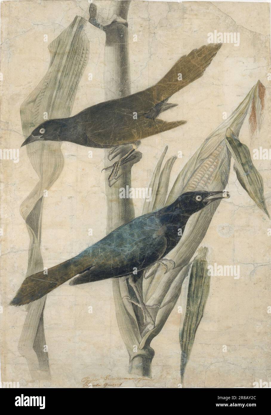 Viola Grackle n.d. di John James Audubon, nato Les Cayes, Haiti 1785-morto New York City 1851 Foto Stock